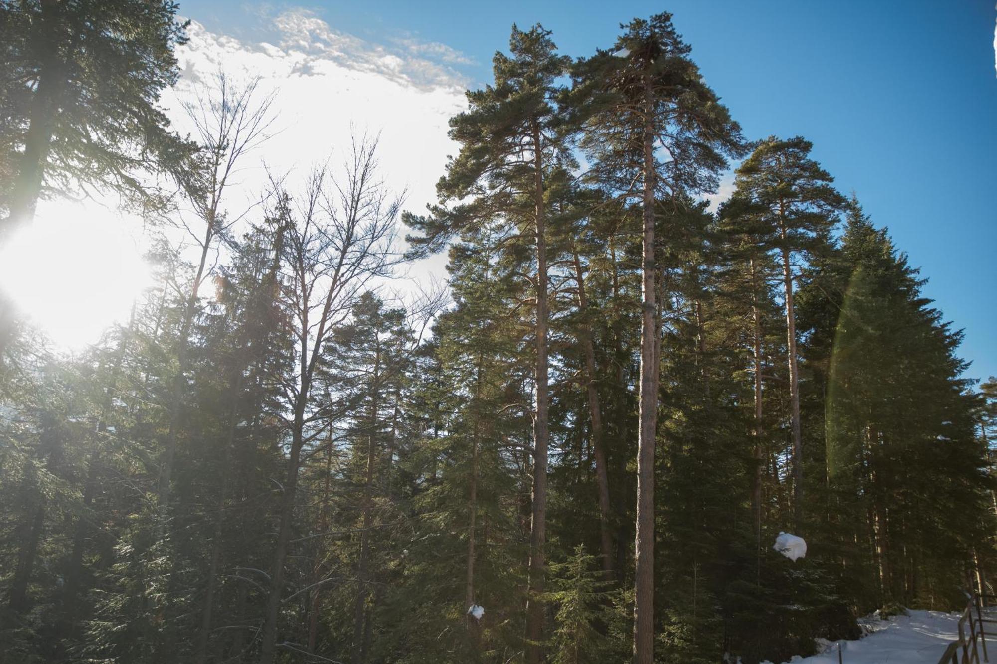 Hotel Borovets Edelweiss ภายนอก รูปภาพ
